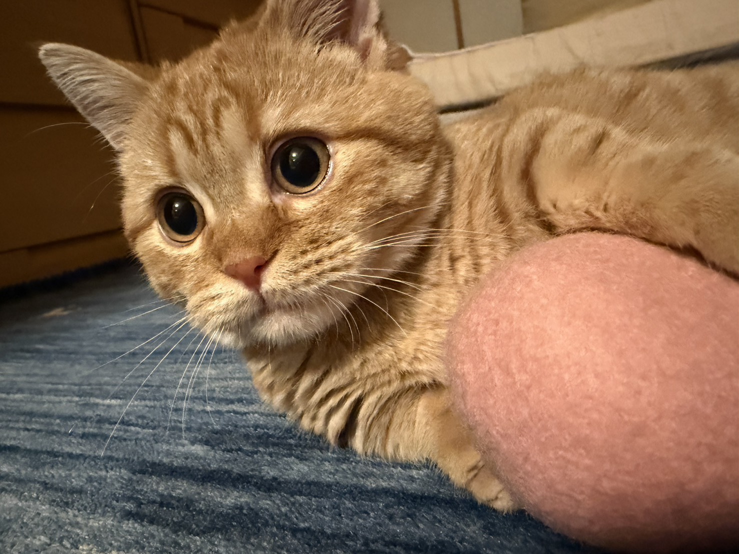 プロフィール背景画像