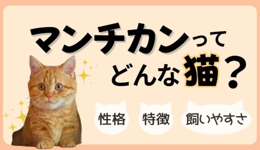 マンチカンってどんな猫？性格・特徴・飼いやすさを実体験つきで解説