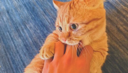 いくらが来て一週間。何気ない姿が一番かわいいって話。