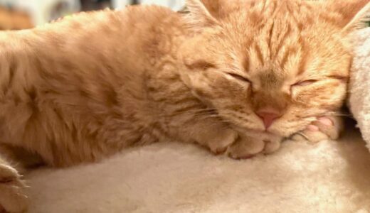 いくらの寝顔セレクション【Vol.1】