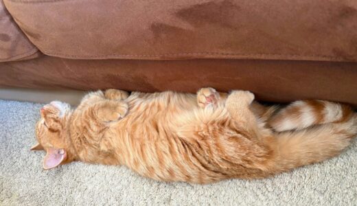 床でへそ天。いくらが完全に心を許した日