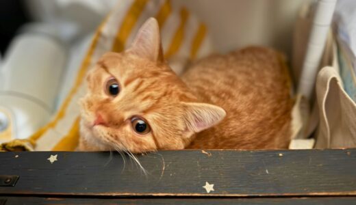 いくらの秘密基地を見つけた話