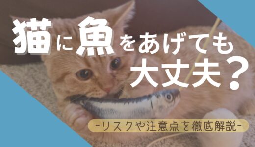 猫に魚はあげていい？子猫の場合や魚を与える際の注意点をわかりやすく解説