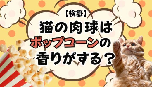 猫の肉球はポップコーンの匂いがするって本当？いくらで検証してみた