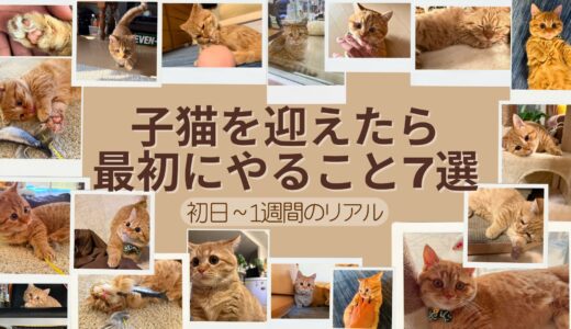 子猫を迎えたら最初にやること7つ｜お迎え初日〜1週間のリアル体験
