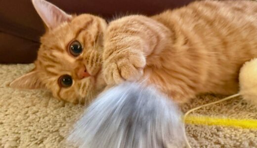 【悲報】いくら、またしてもおもちゃを破壊する