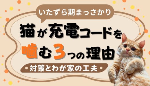 【子猫が充電コードを噛む理由】やめさせたい飼い主の本音と対策メモ