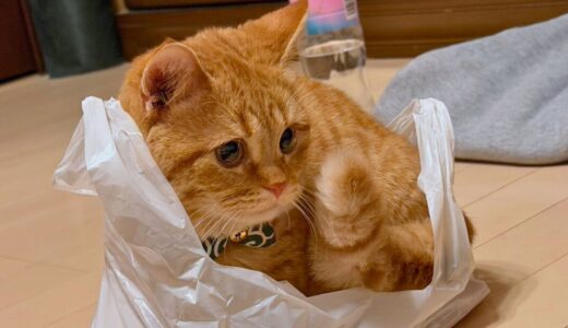 最近のいくらの謎マイブーム