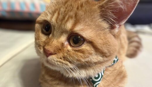 いくら、首輪デビューの日