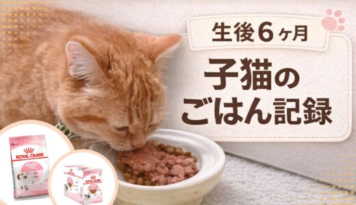 【子猫フードレビュー】ロイヤルカナン キトンを6か月猫に与えた正直な感想｜メリット・デメリットも解説