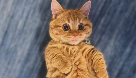 最近、いくらが急に大きくなった気がする…