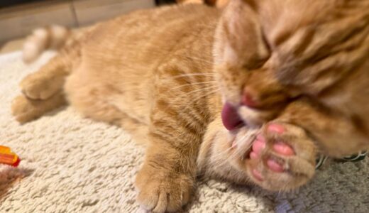 いくら、毛づくろいに全集中