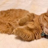 いくらの寝顔セレクション【Vol.2】