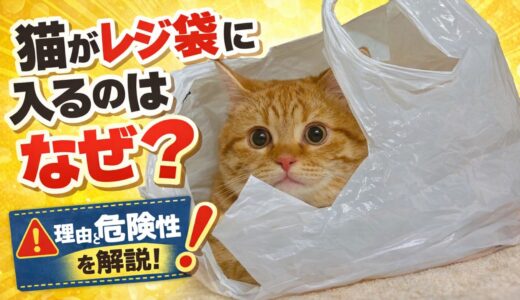 猫がレジ袋に入りたがる理由とは？危険性と注意点を飼い主目線で解説