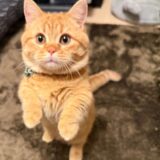 猫じゃらしで遊んでたら…気づいたら立ってた。いくらが進化したかもしれない件