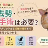 猫の去勢・避妊手術は必要？適切な時期・費用・メリット・デメリットを詳しく解説