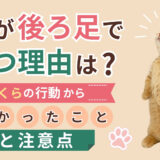 猫が後ろ足で立つ理由は？いくらの行動からわかったことと注意点